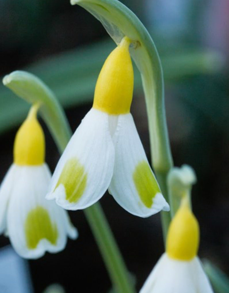 RIP Galanthus Olive Mason - The Bulb ( NOT THE PERSON )