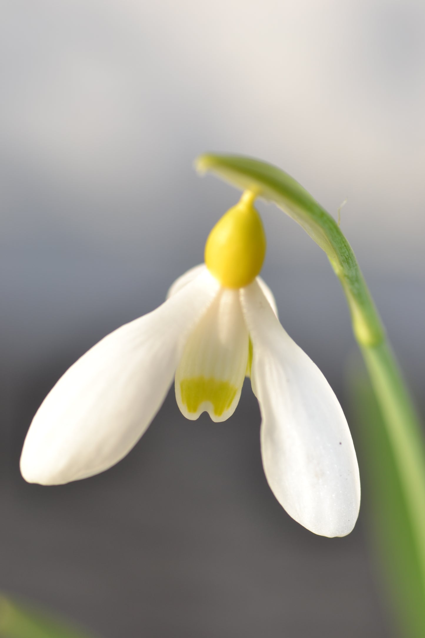 Galanthus Belvedere gold
