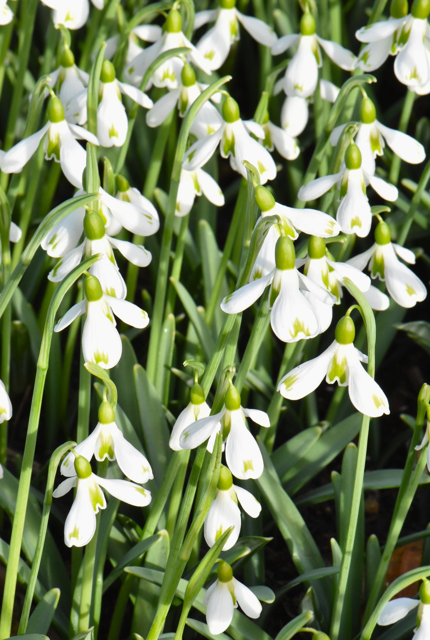 Galanthus Bertha