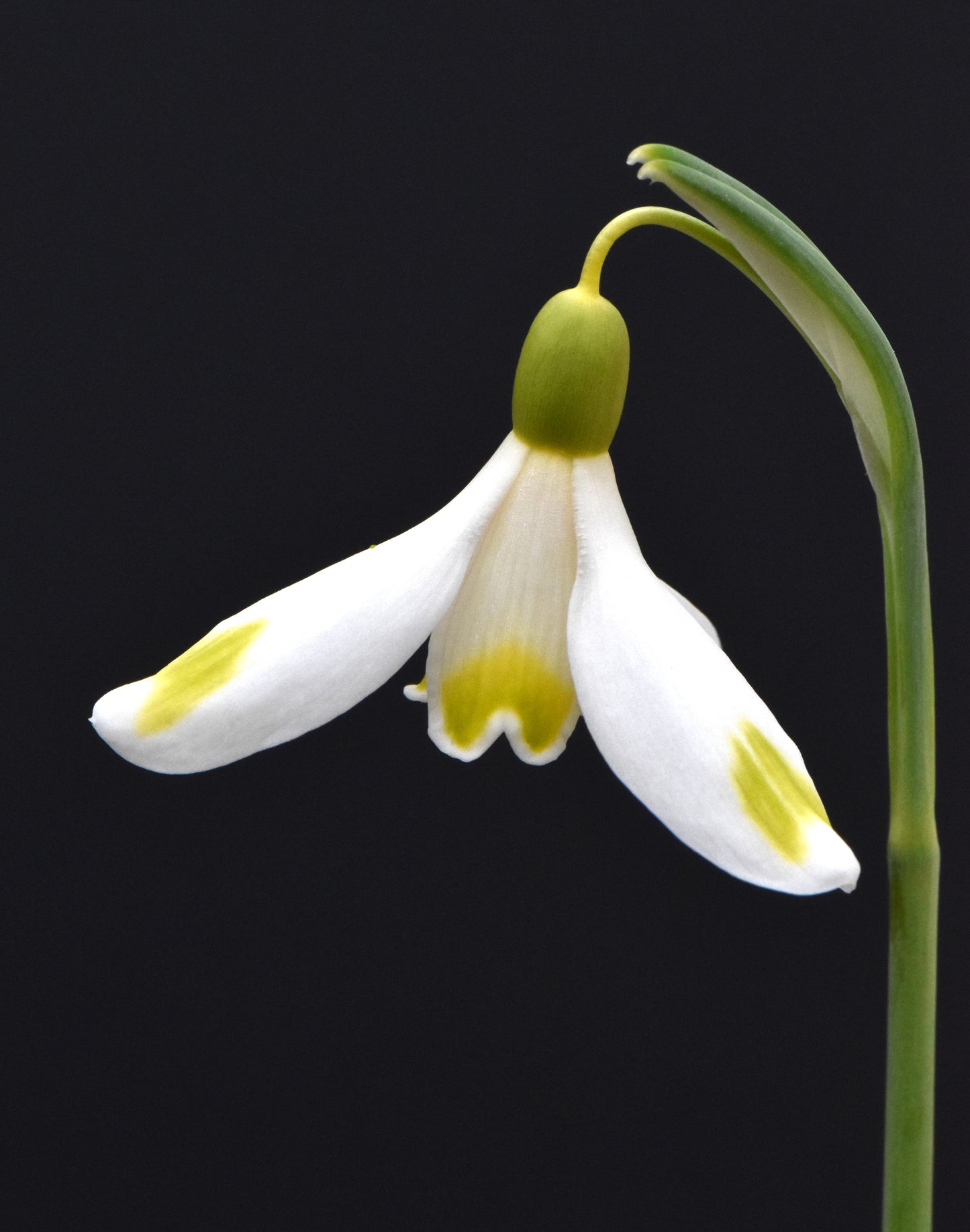 Galanthus Bitter Lemons