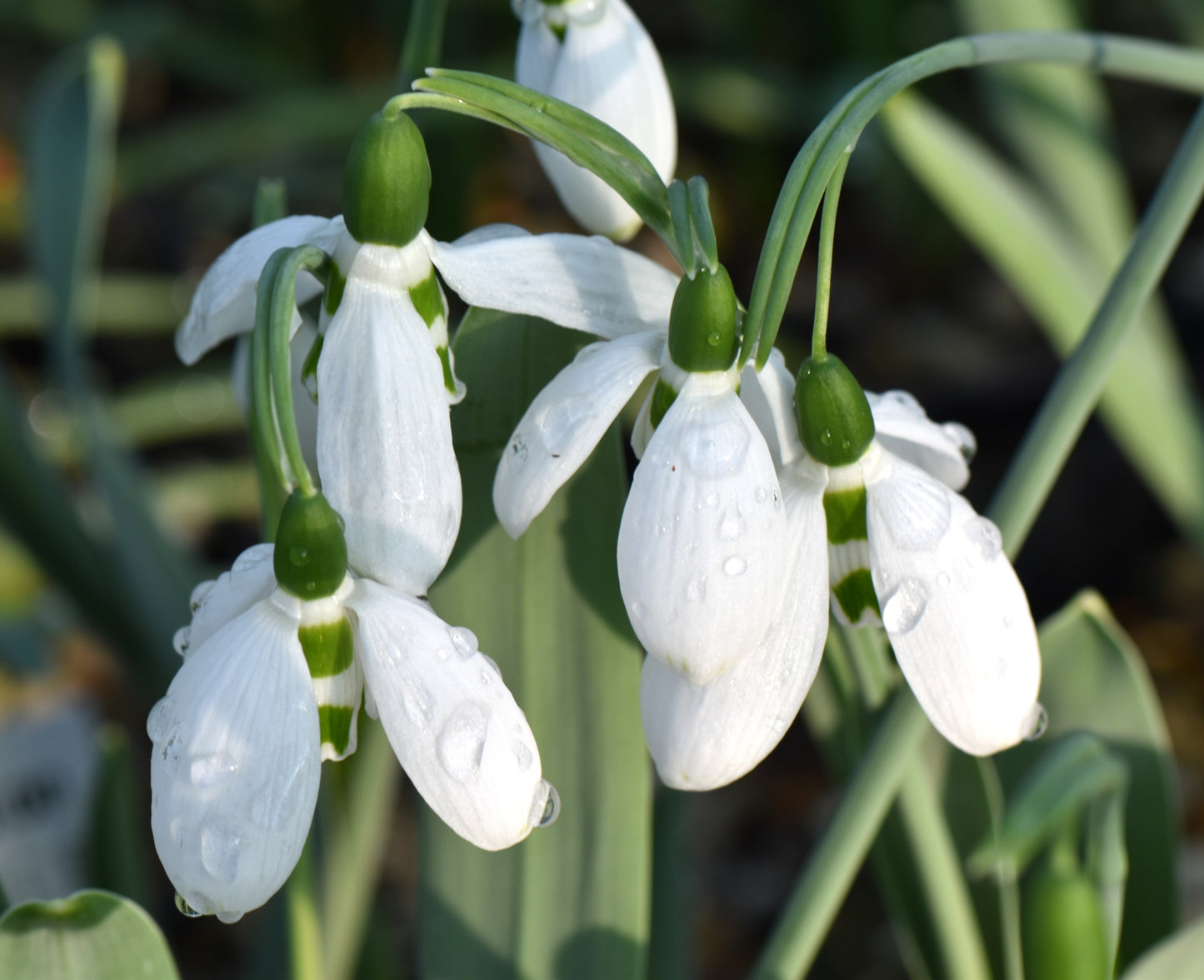 Galanthus Bumble Green