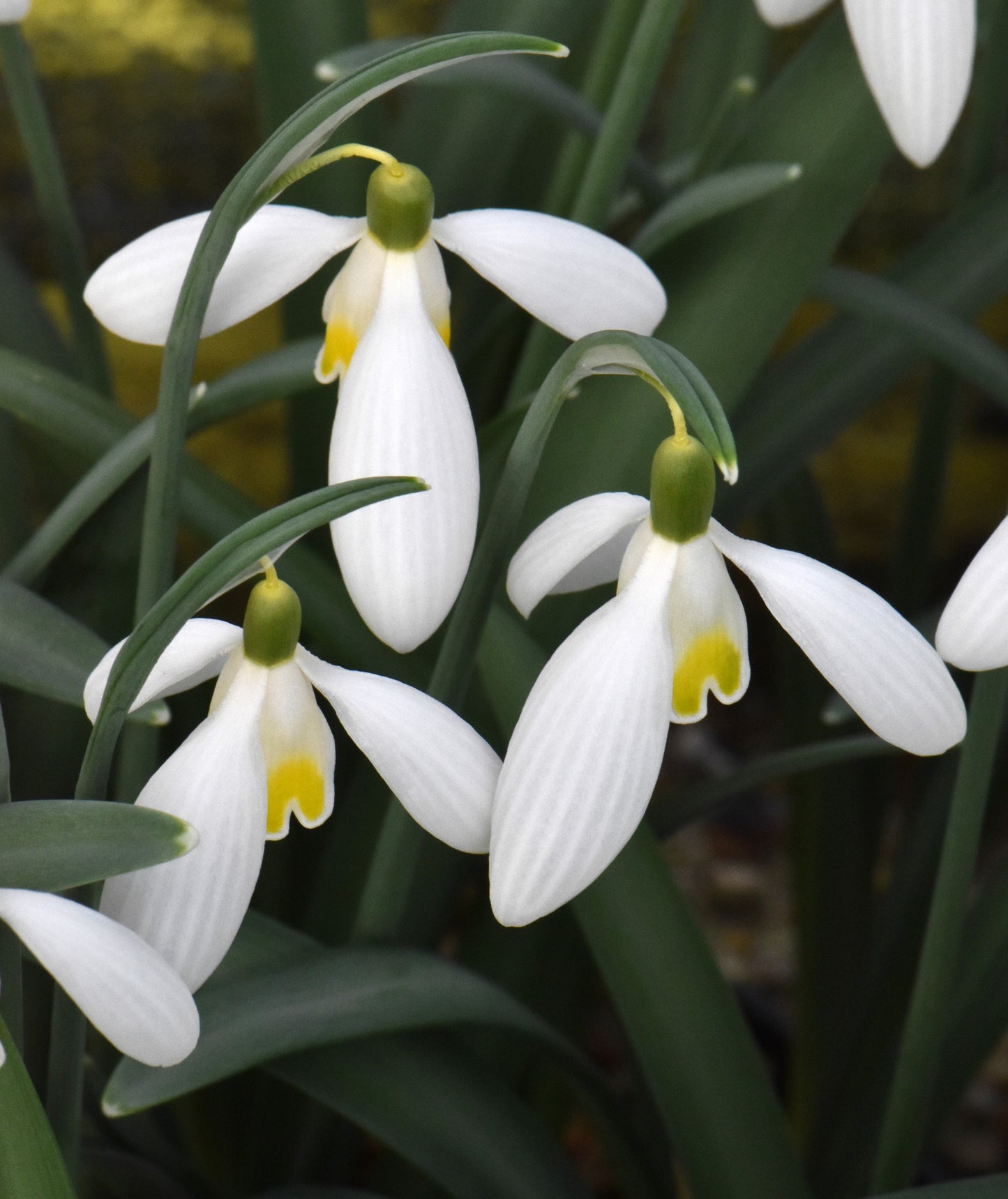 Galanthus Chameleon