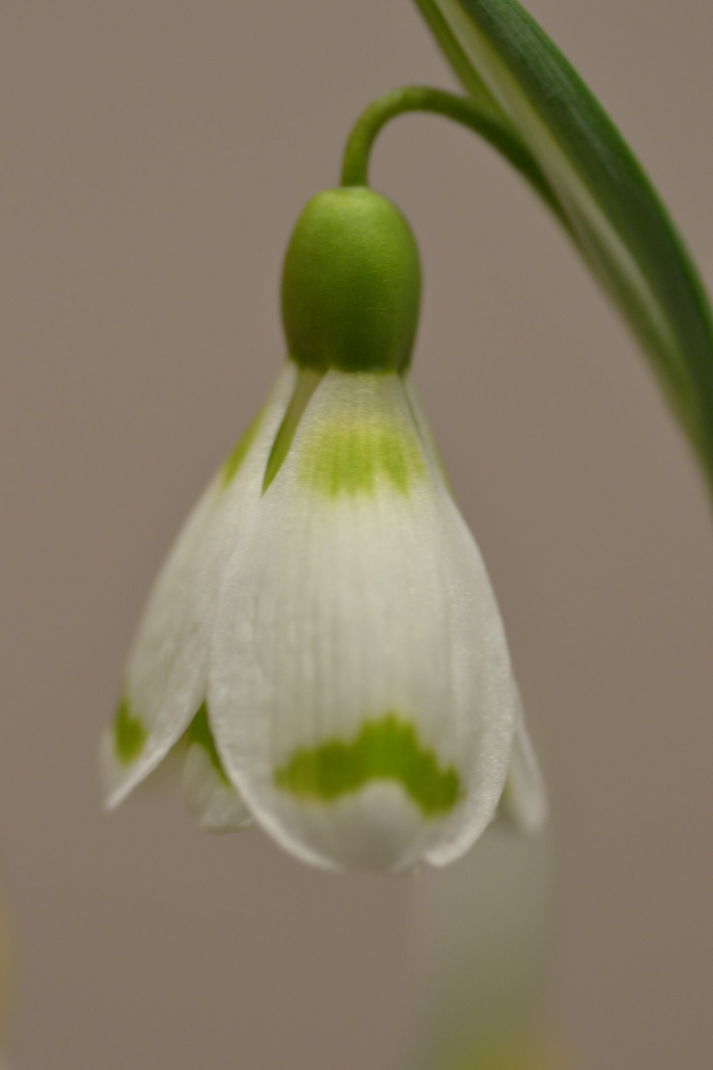 Galanthus Chantry Duchess
