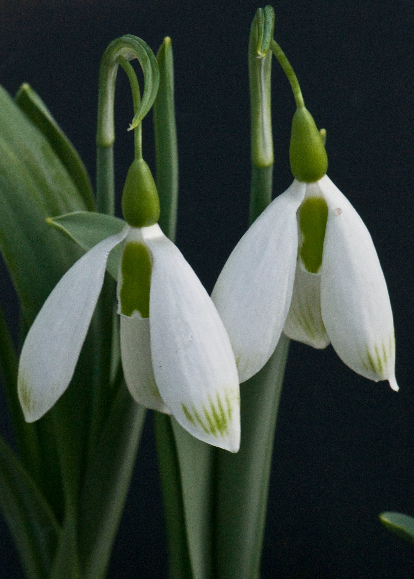 Galanthus Chantry Bonus