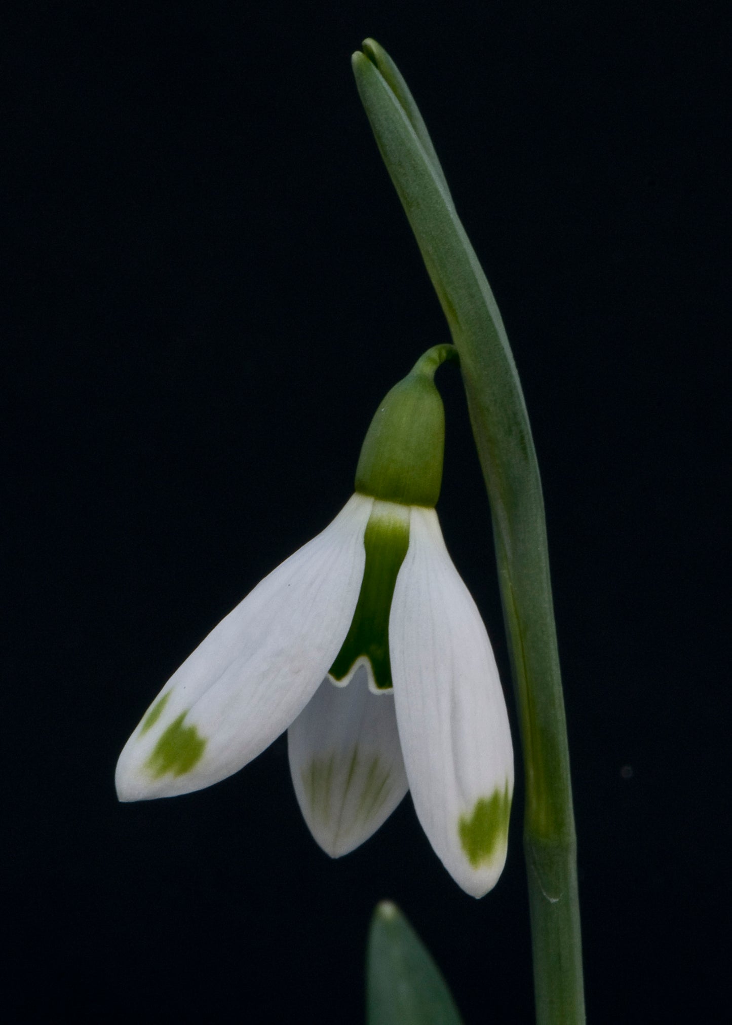 Galanthus Chantry Dame