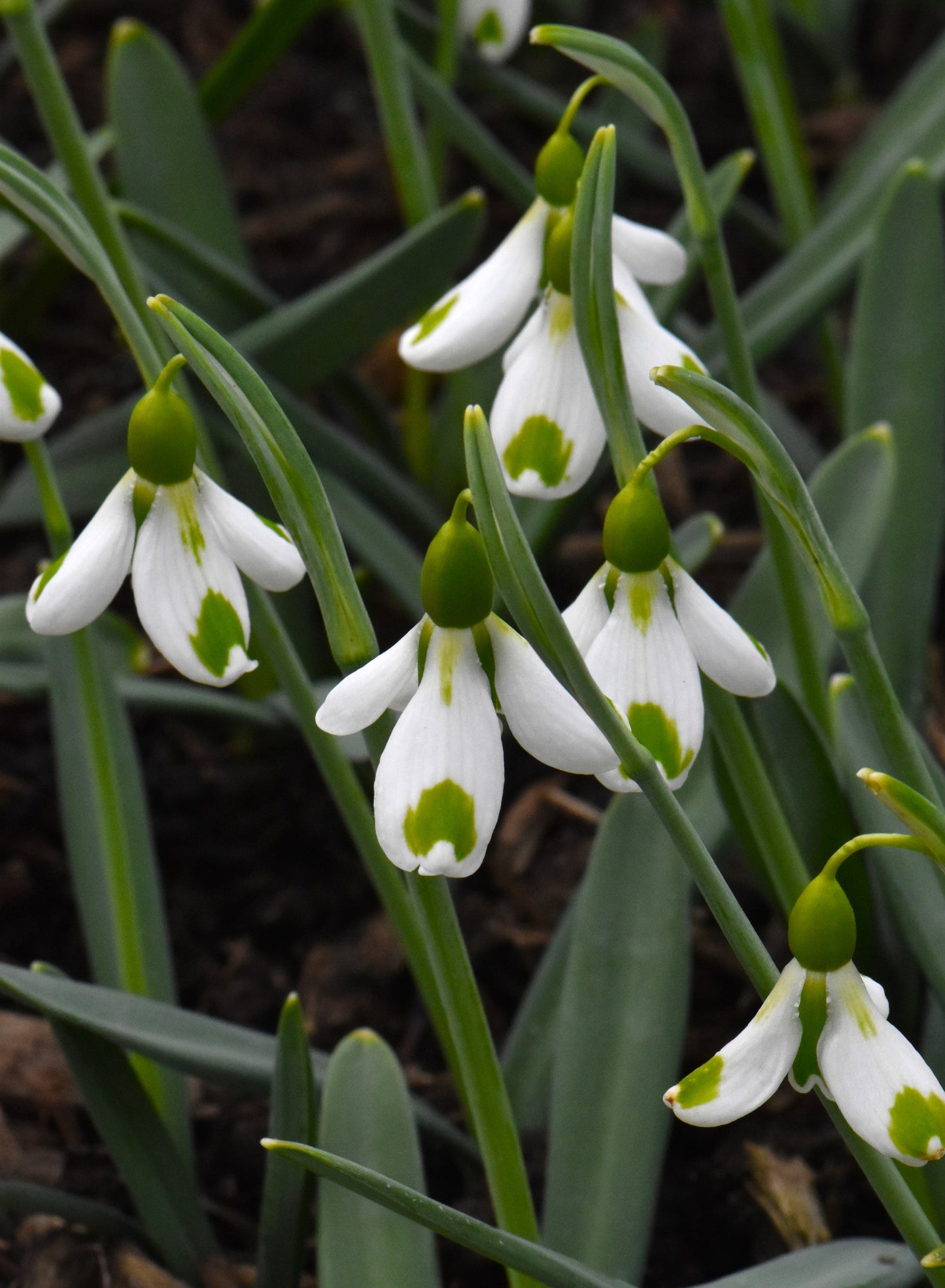 Galanthus Corrin