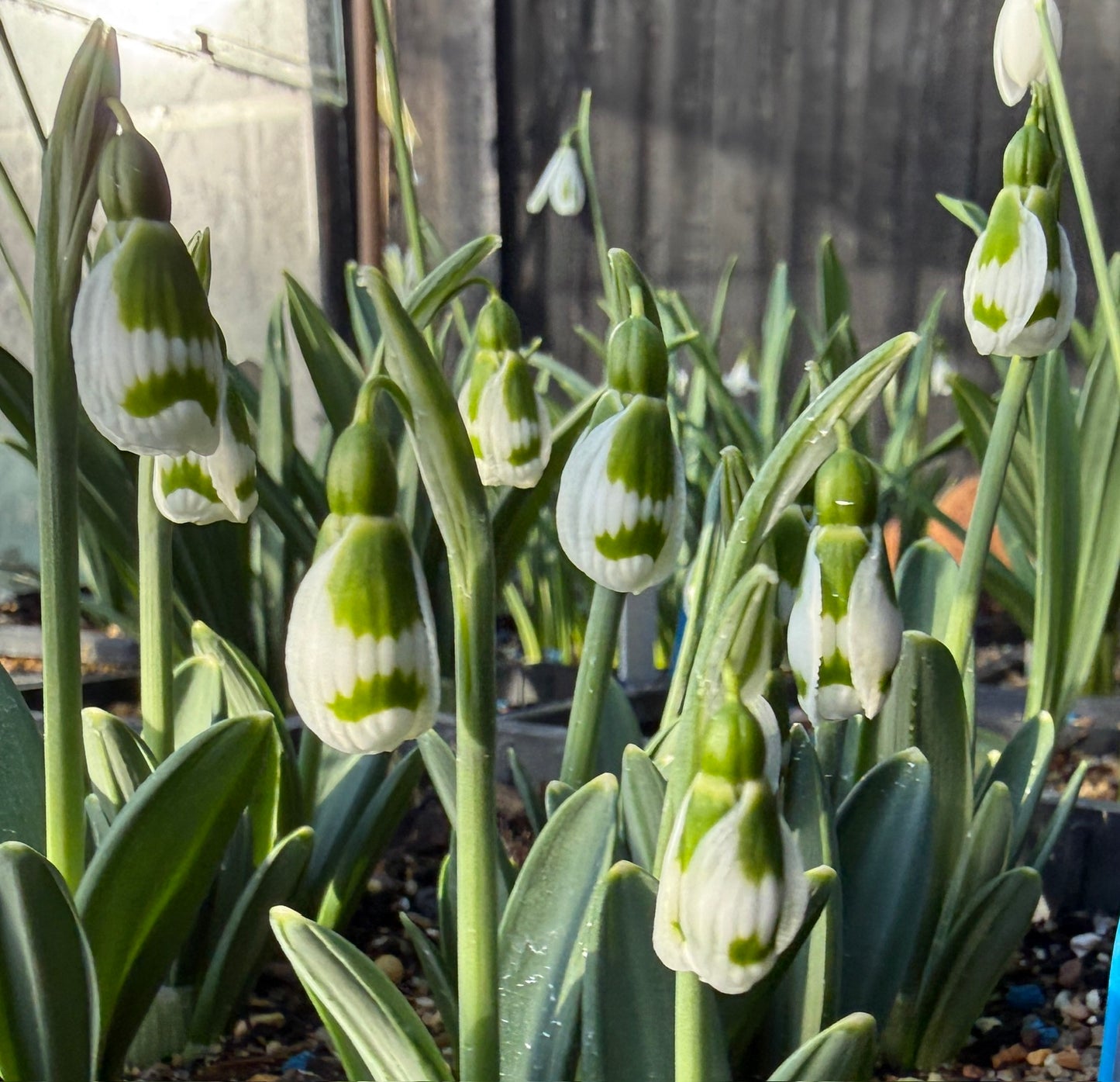 Galanthus Gert-Jan van der Kolk (Pre-Order)