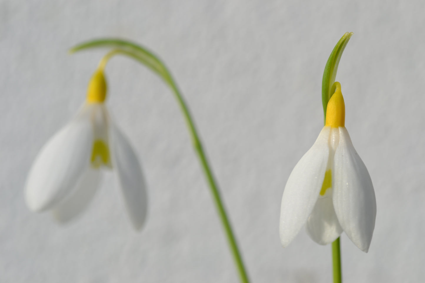 Galanthus Dryad Gold Bullion