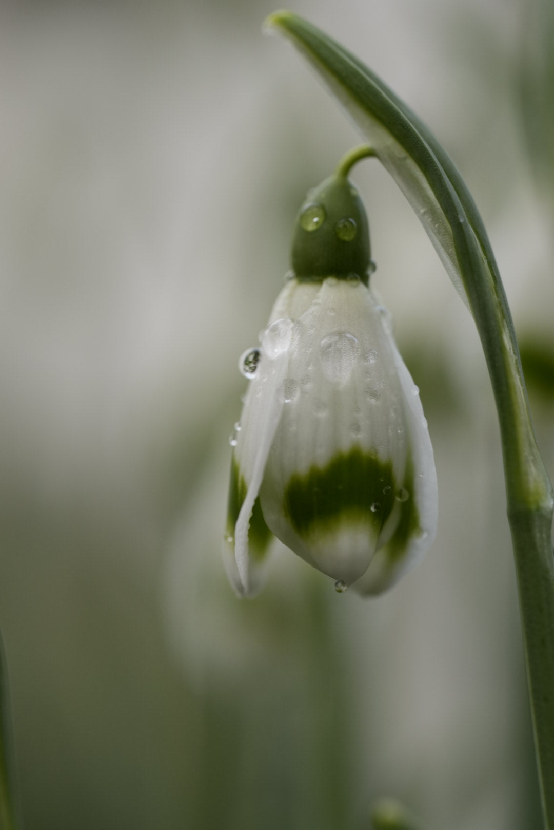 Galanthus Ivington Green