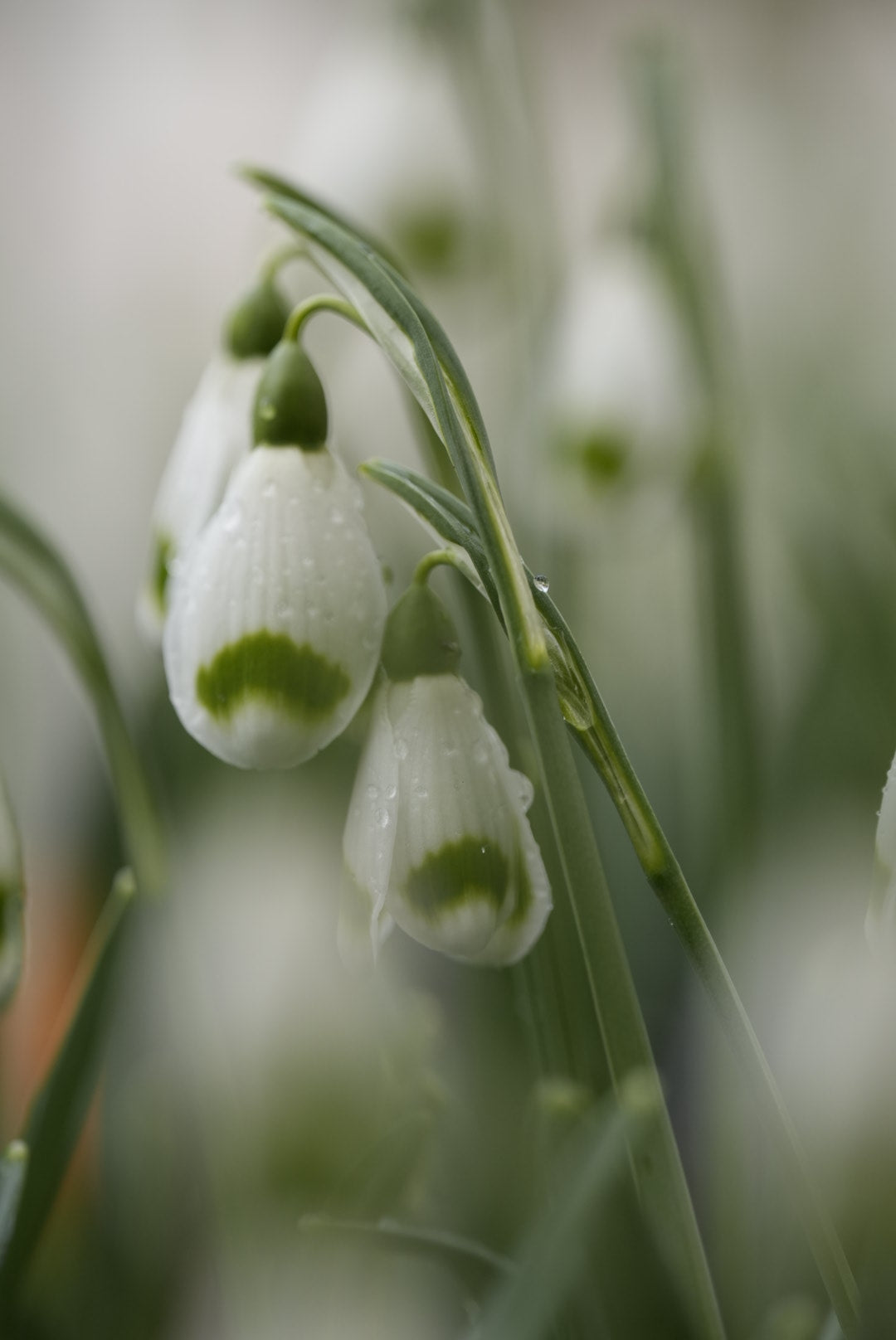 Galanthus Ivington Green