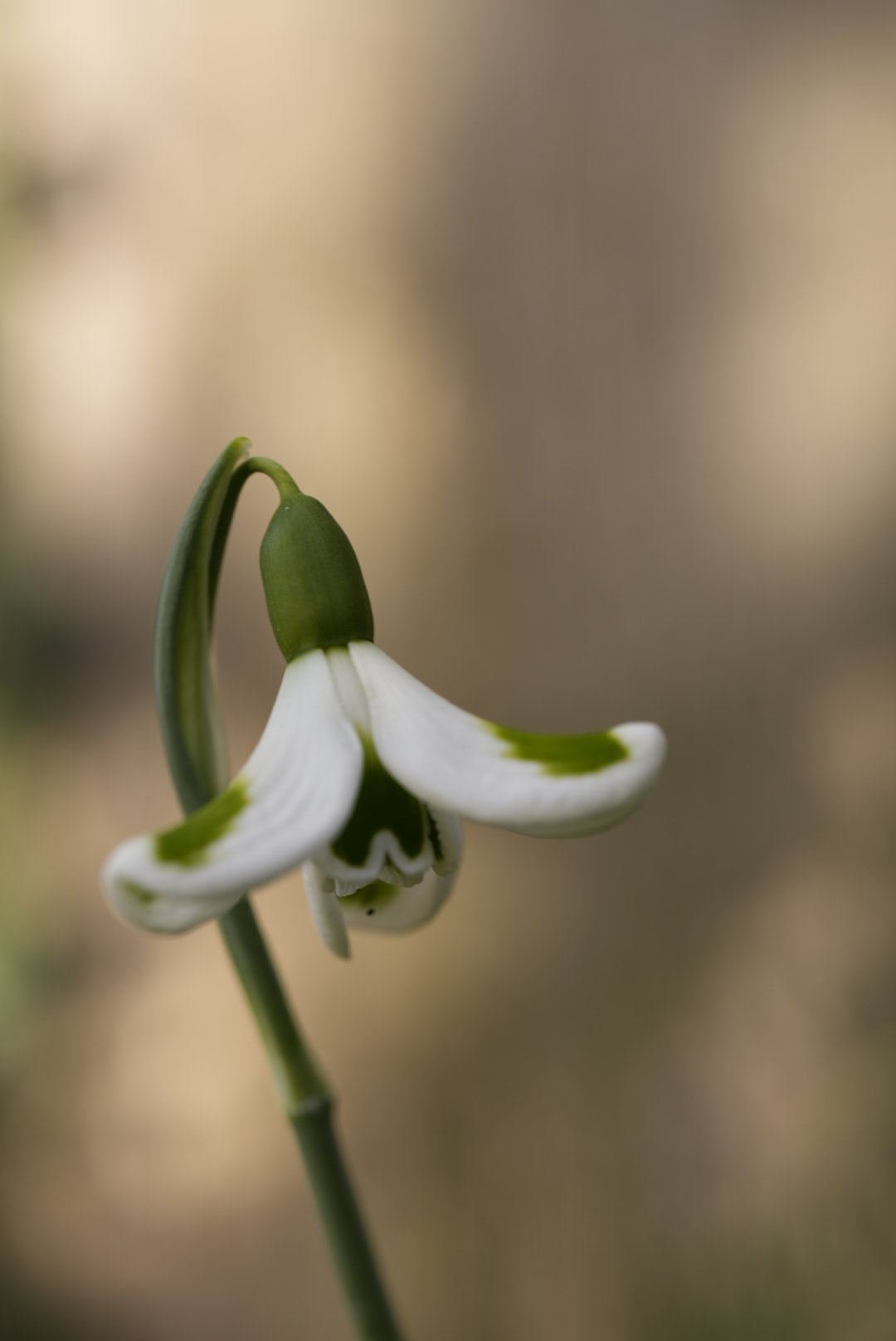 Galanthus Trymming