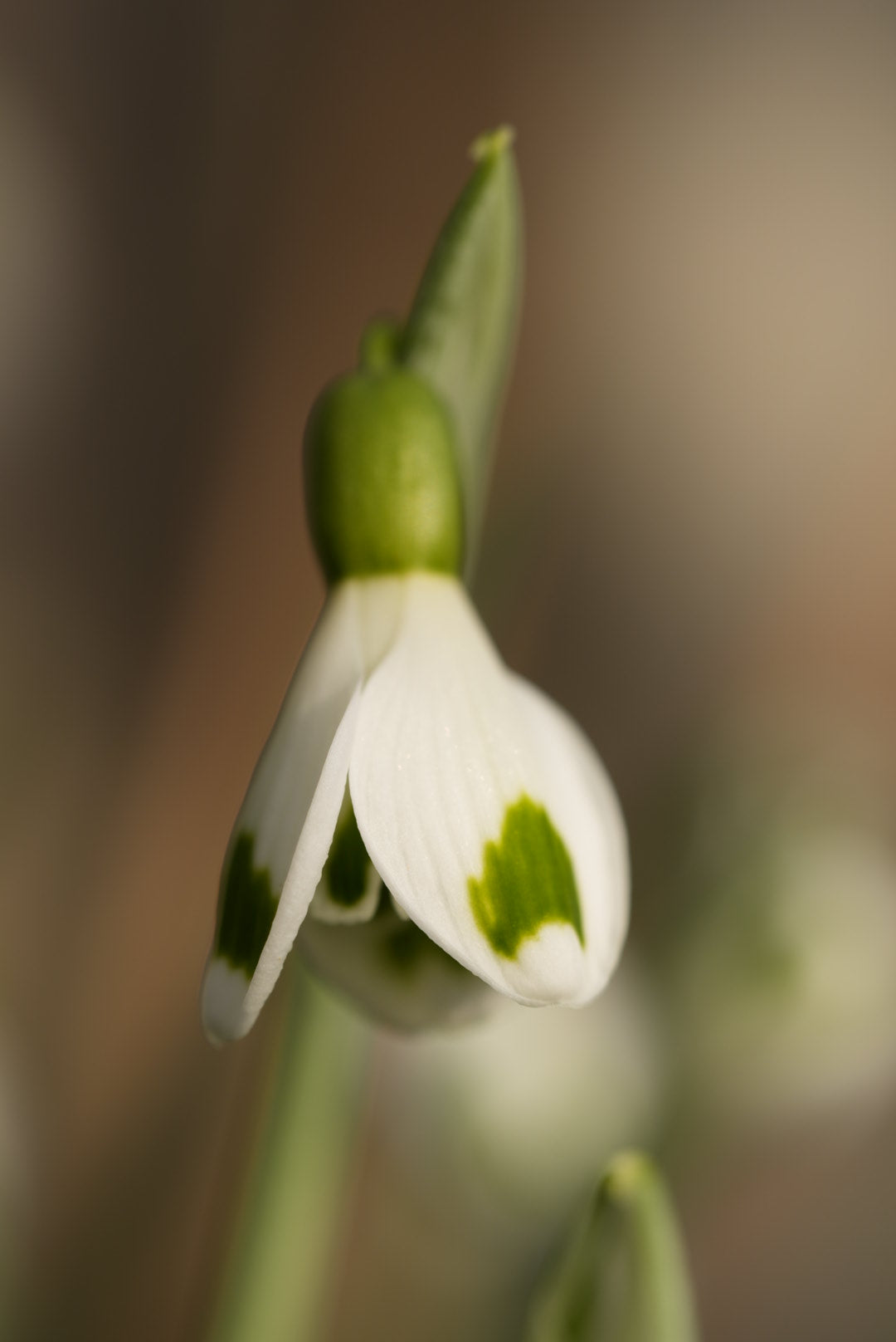 Galanthus Tilly