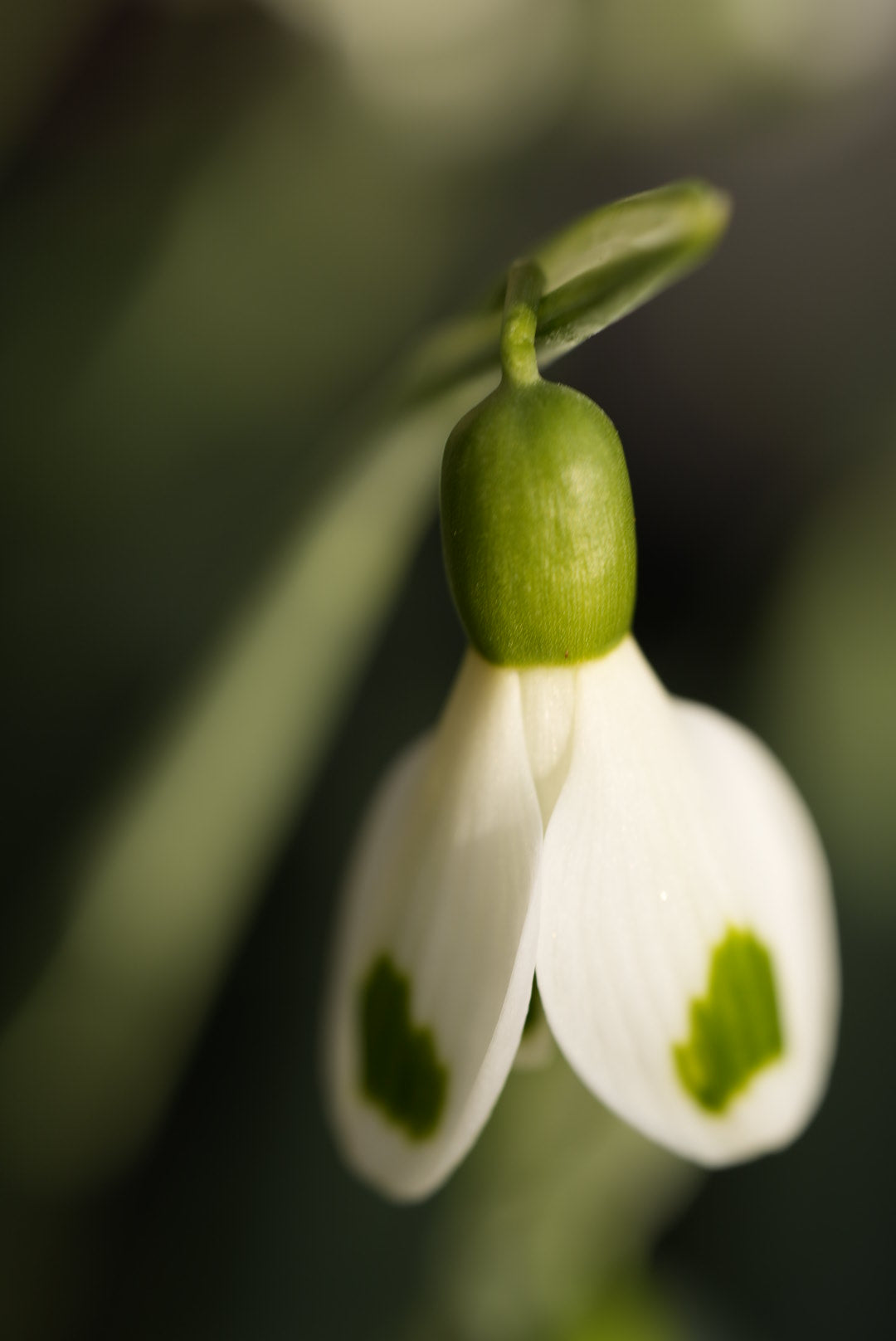 Galanthus Tilly