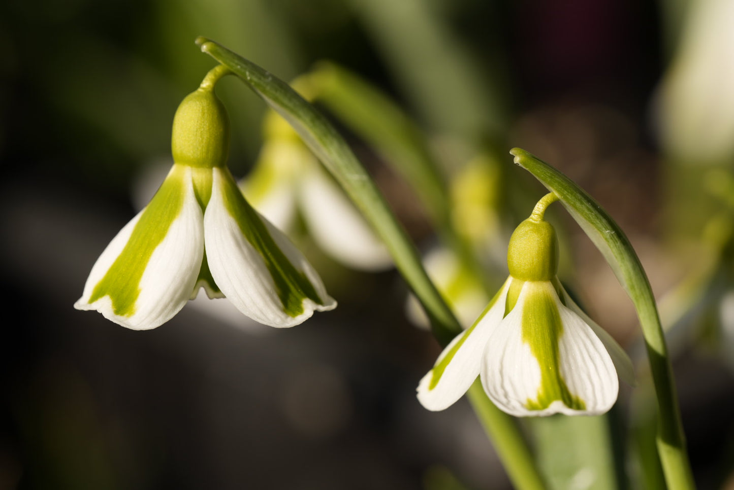 Galanthus Tring