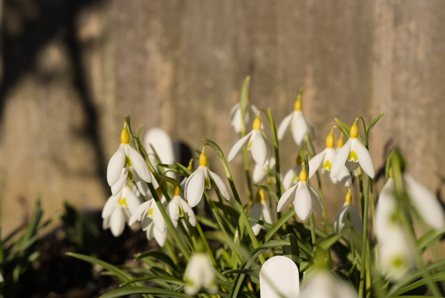 Galanthus Tim's Sandersii