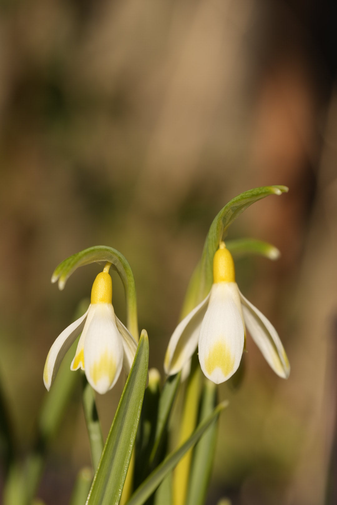 Galanthus Ecusson D'or