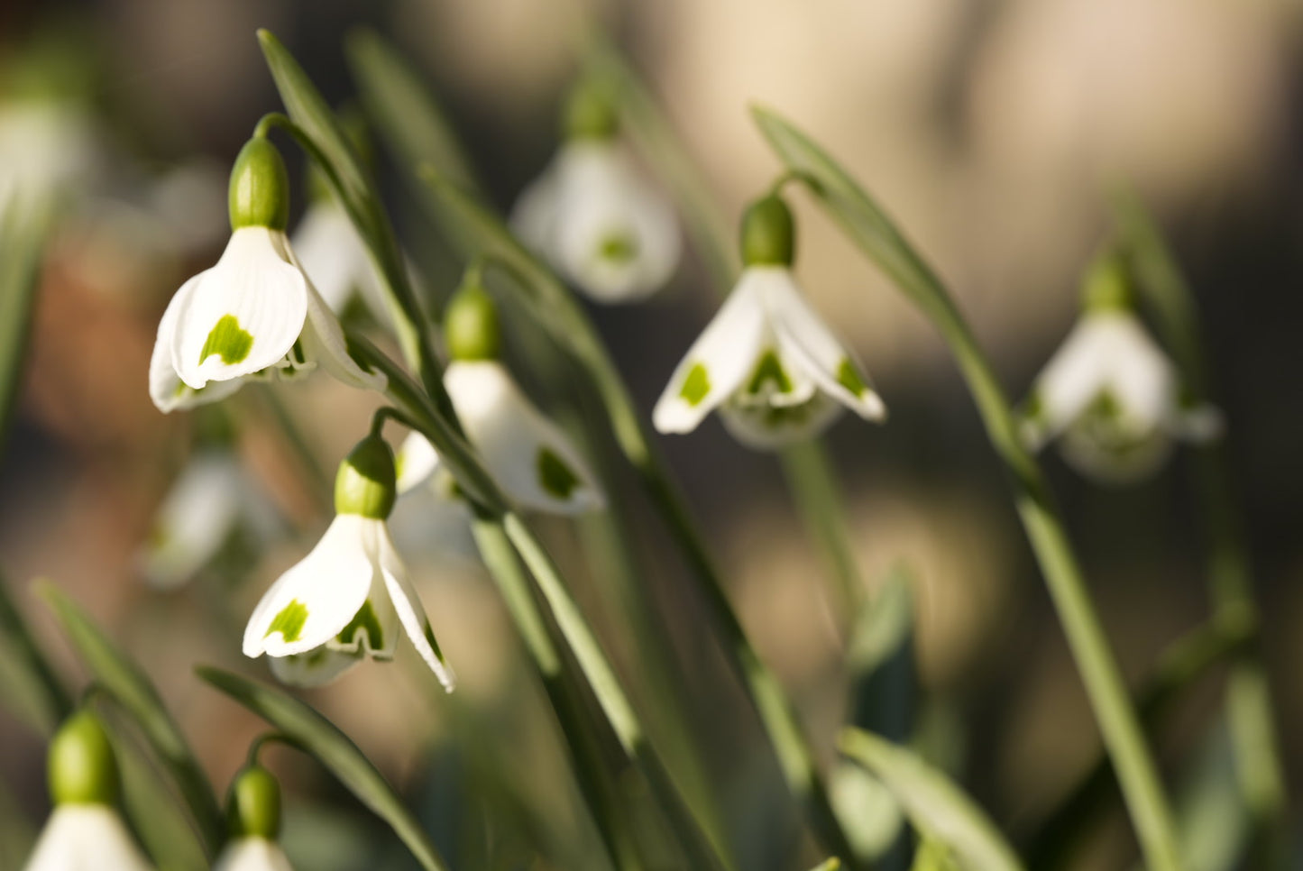 Galanthus Trympostor