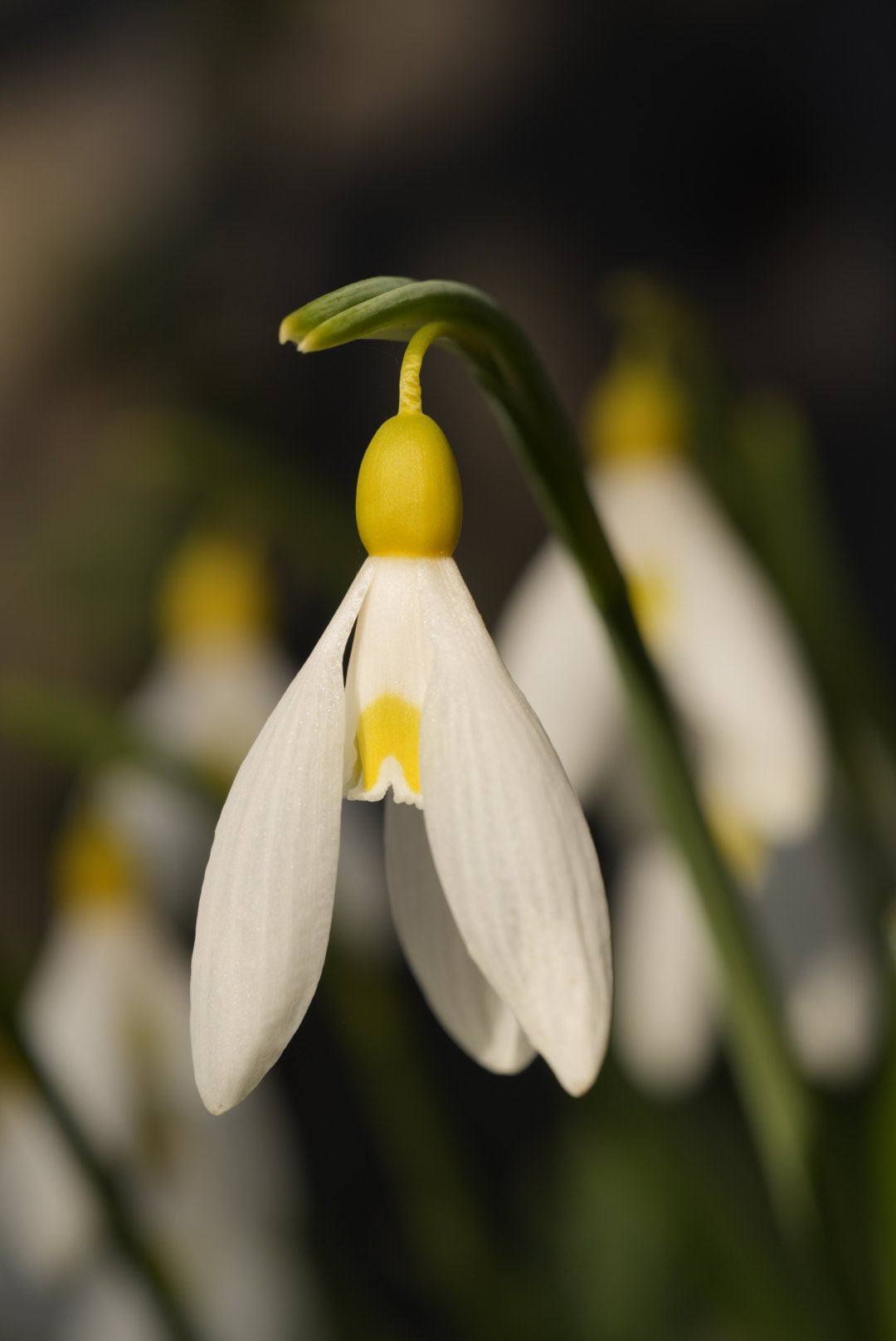 Galanthus Madelaine