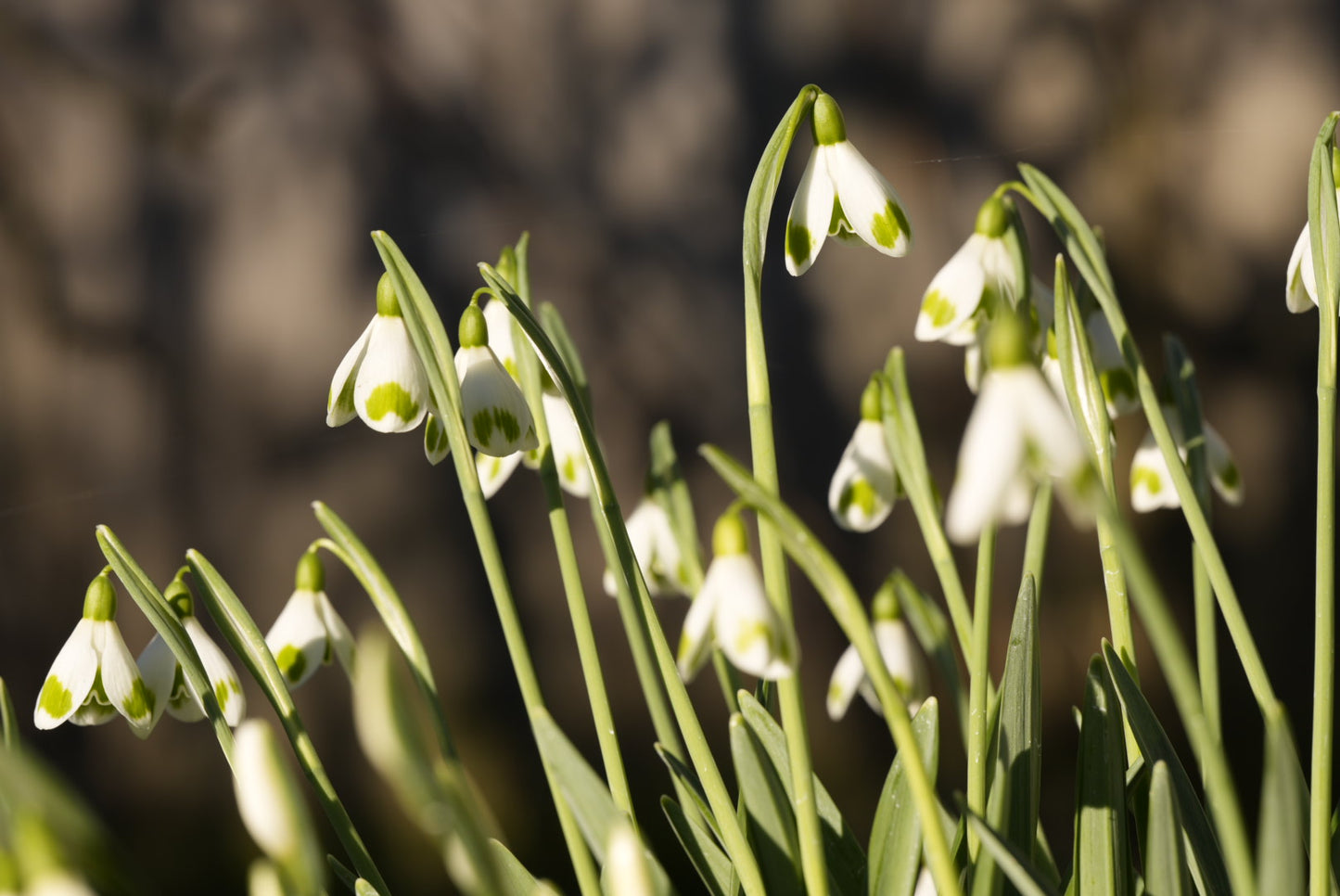Galanthus Emma Thick