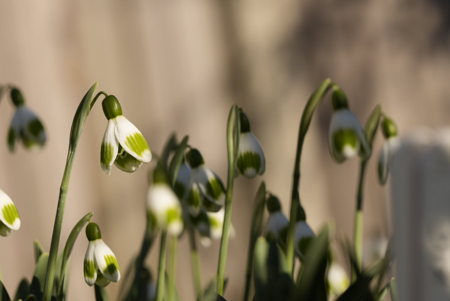 Galanthus Seremony