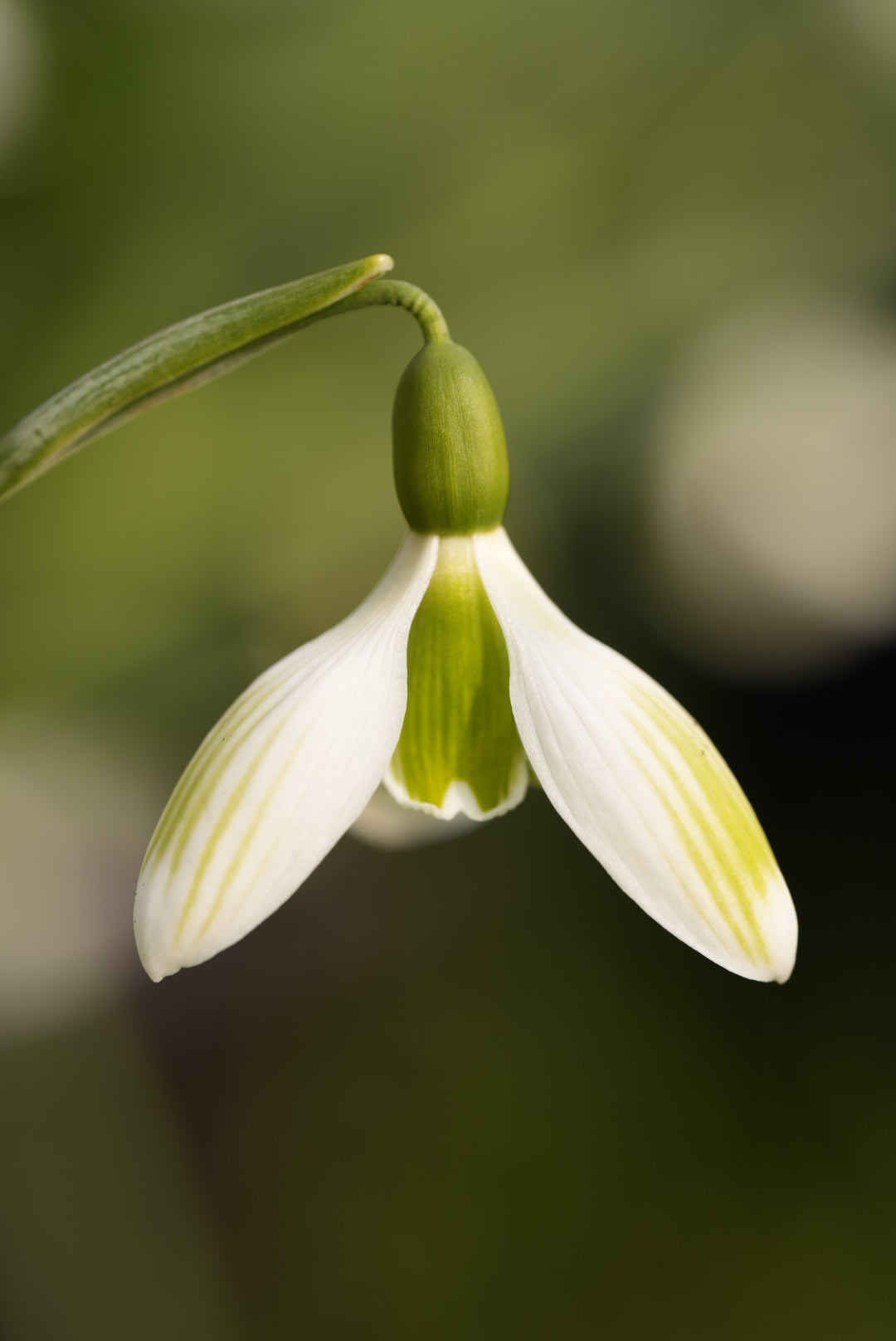 Galanthus Joe Sharman