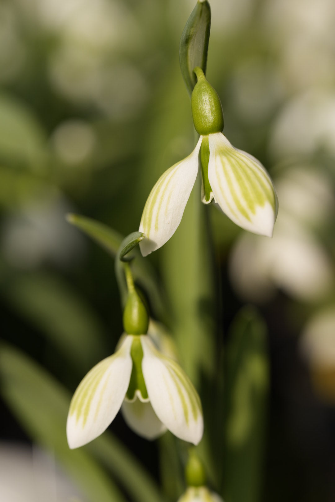 Galanthus Andreas Fault