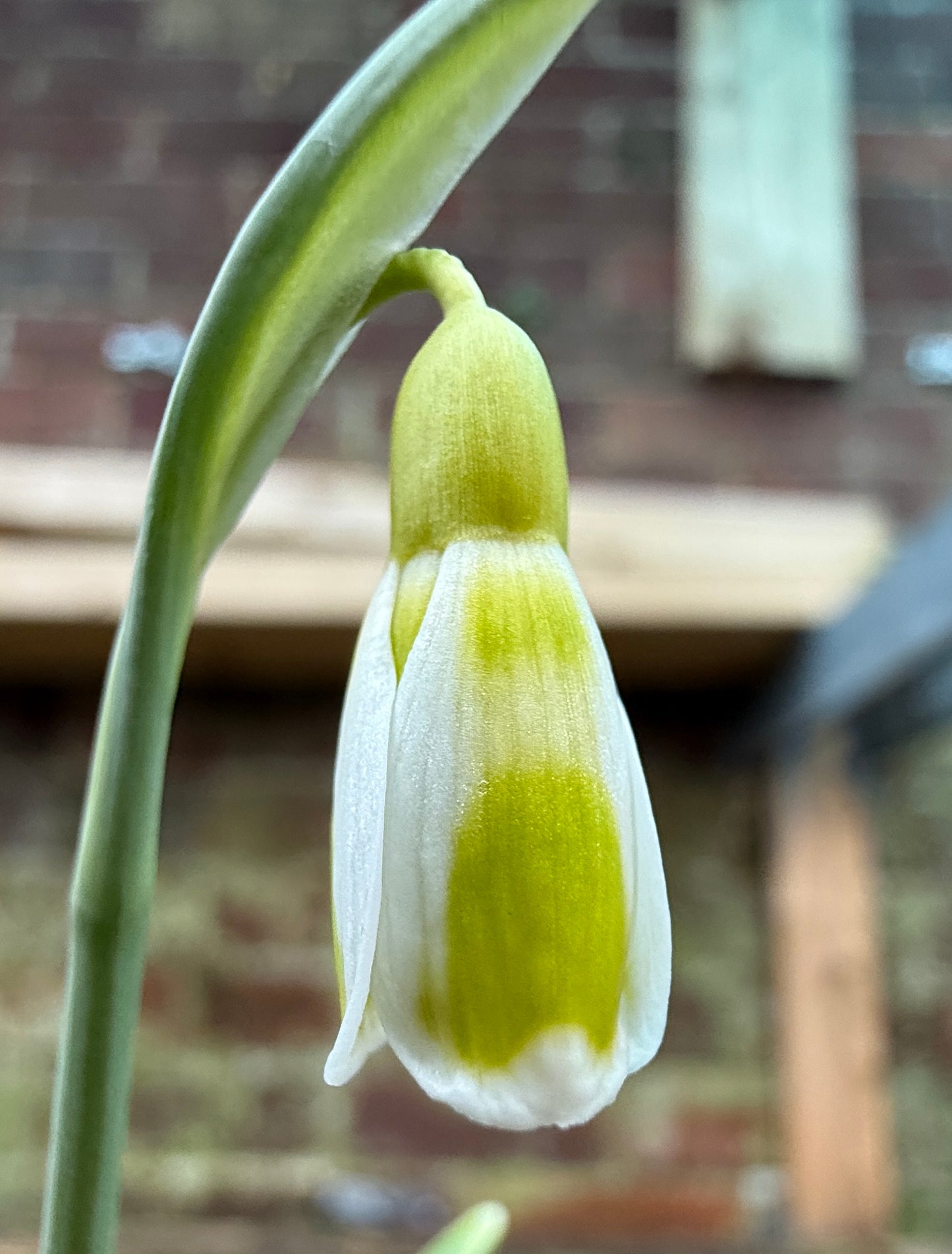 Galanthus Dryad Apollo (Pre-Order)