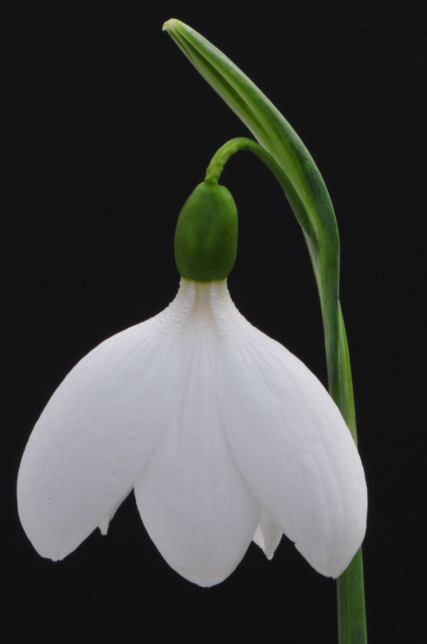 Galanthus E A Bowles