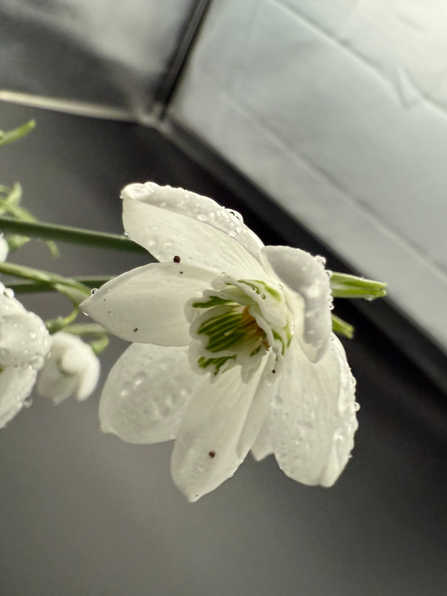 Galanthus Godfrey Owen