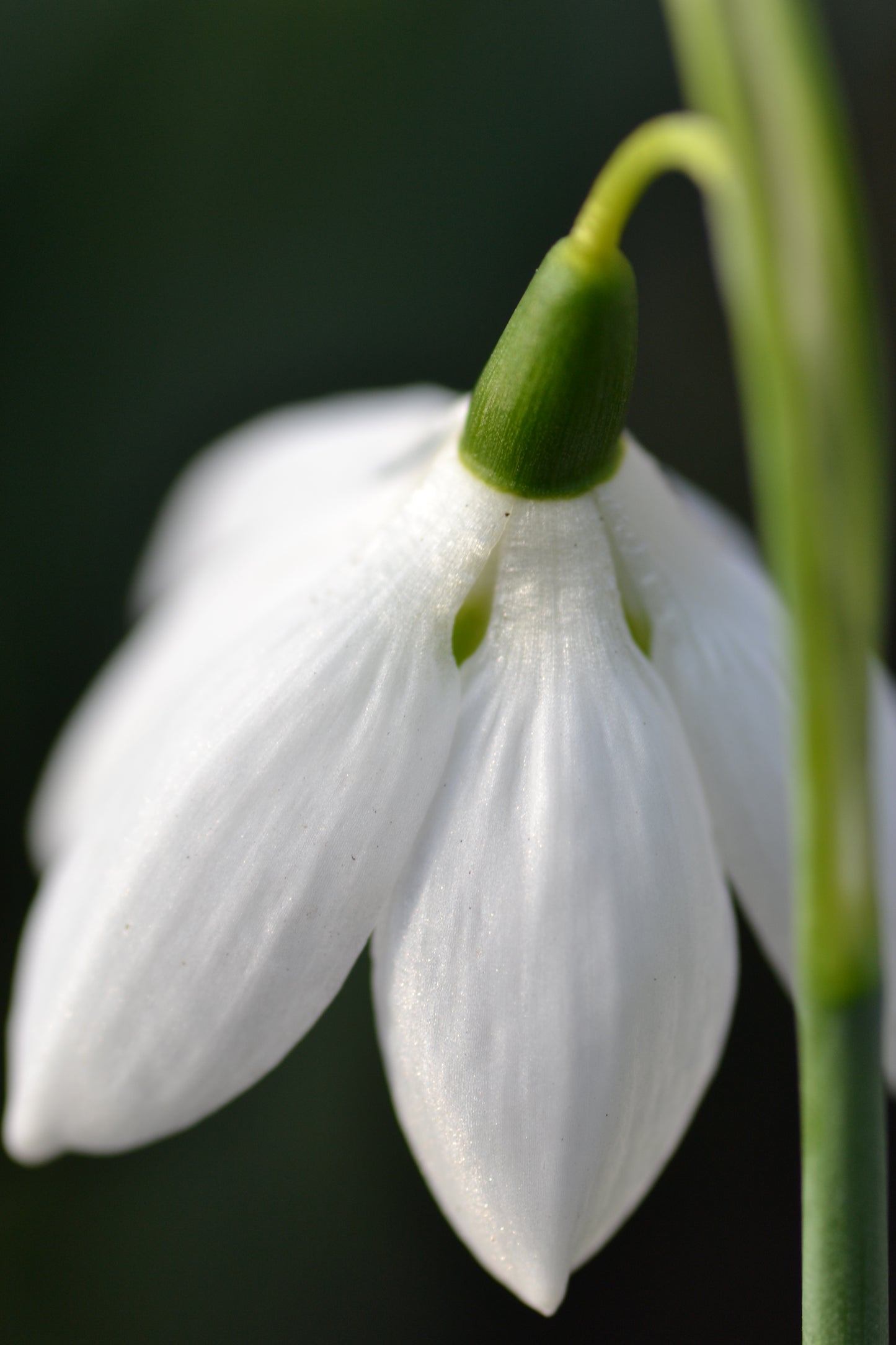 Galanthus Godfrey Owen