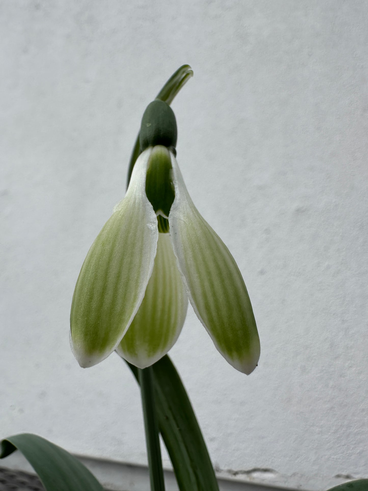 Galanthus Morgana