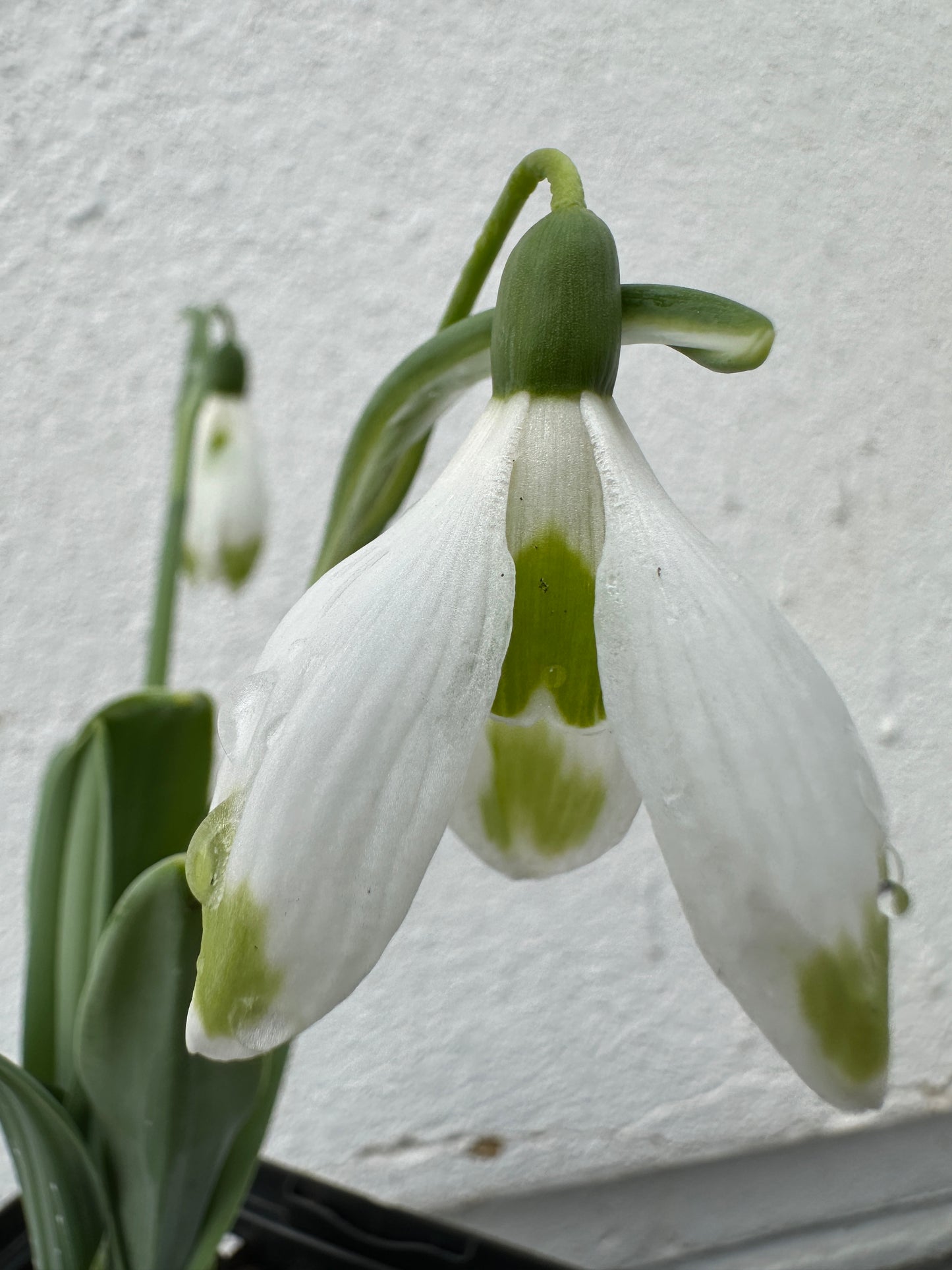 Galanthus Chantry Cracker