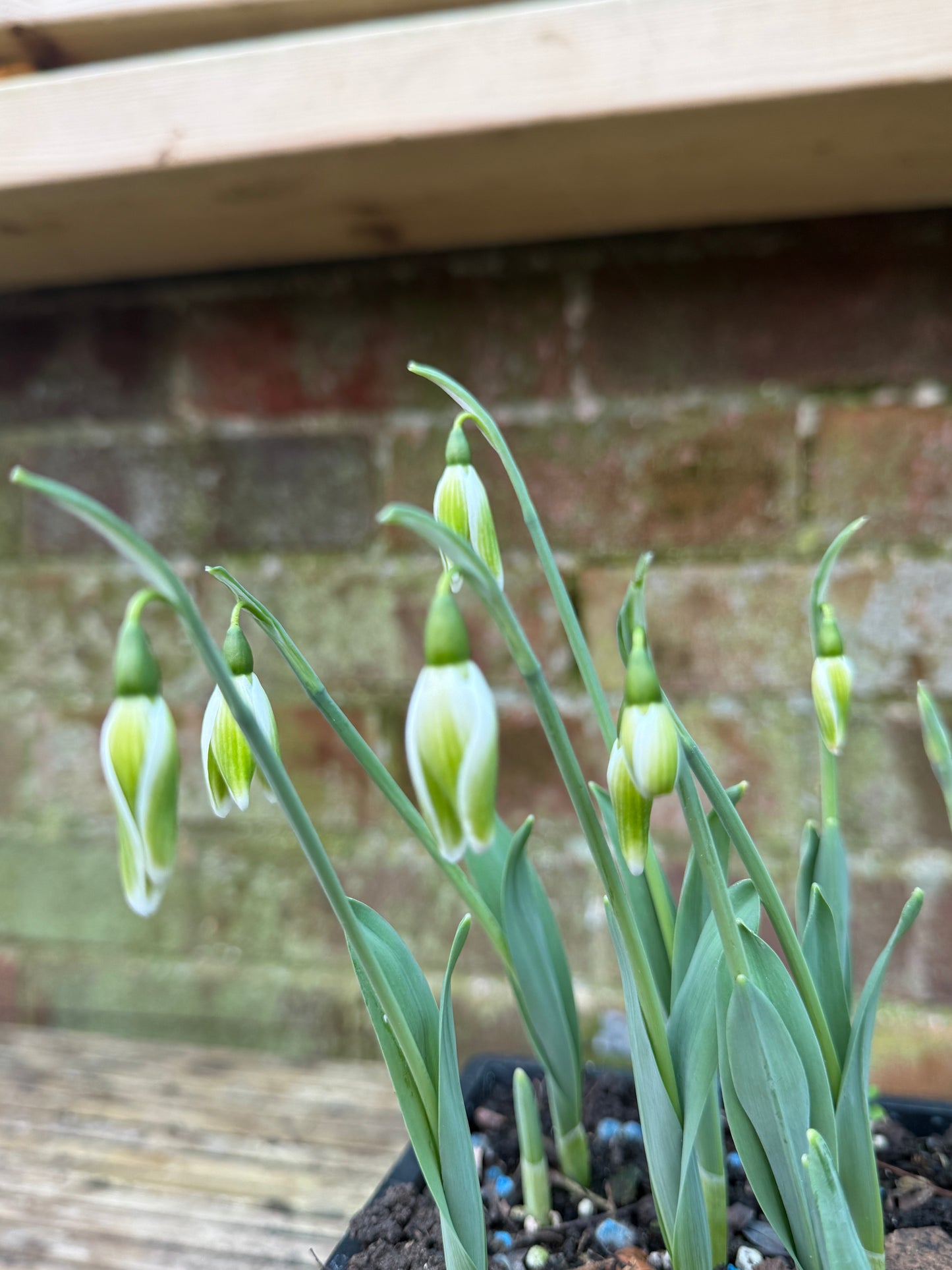 Galanthus Kryptonite