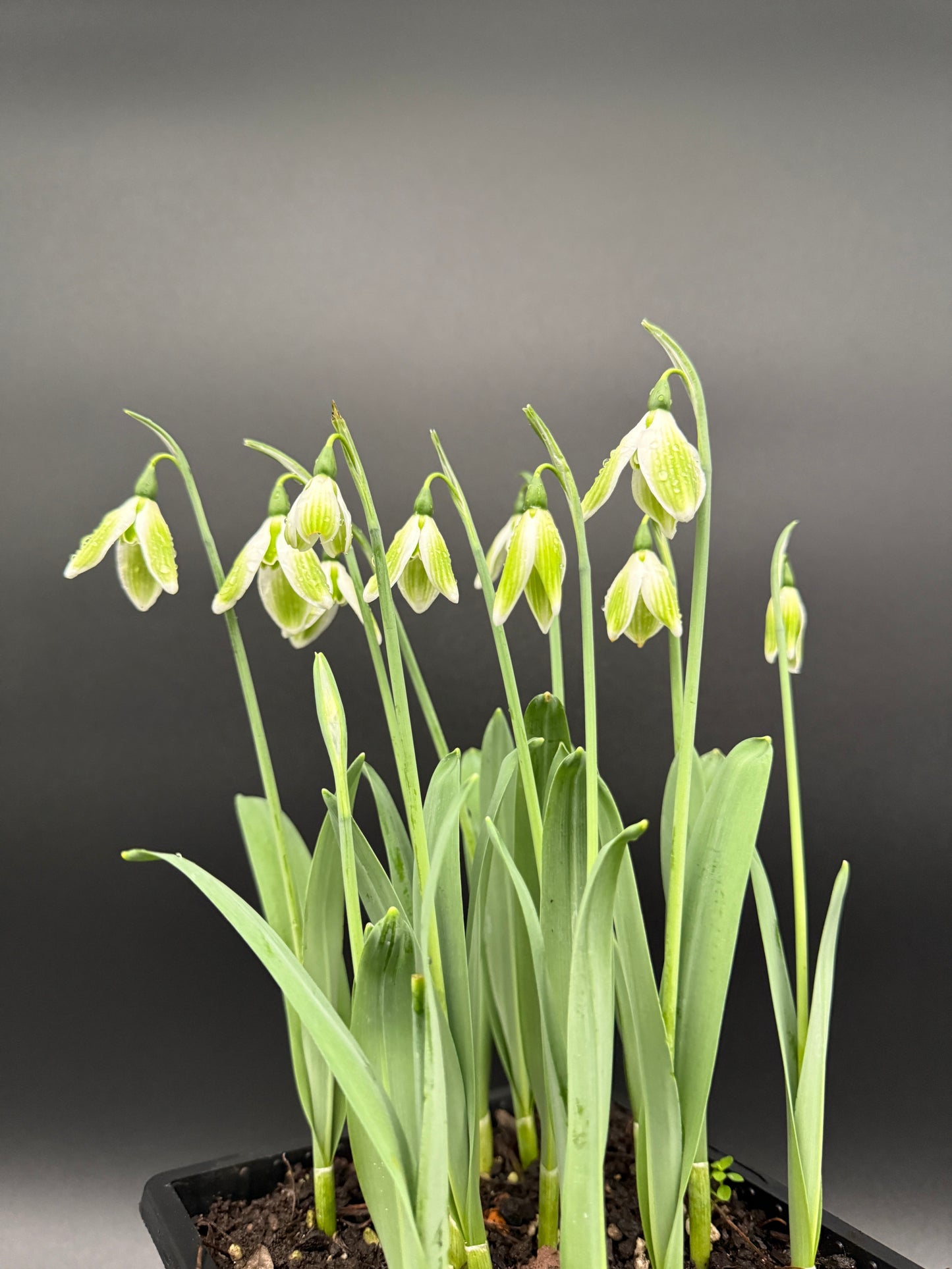 Galanthus Kryptonite