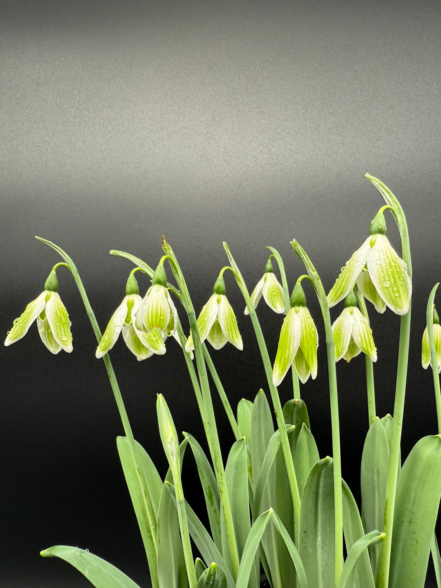 Galanthus Kryptonite