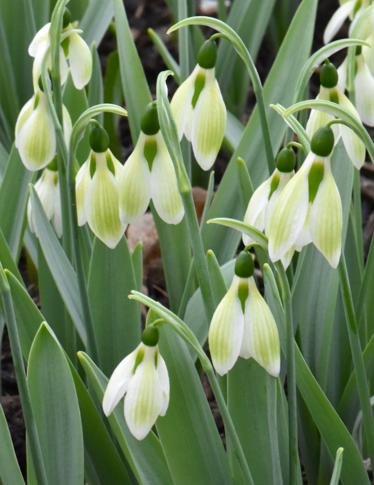 Galanthus Margaret Biddulph