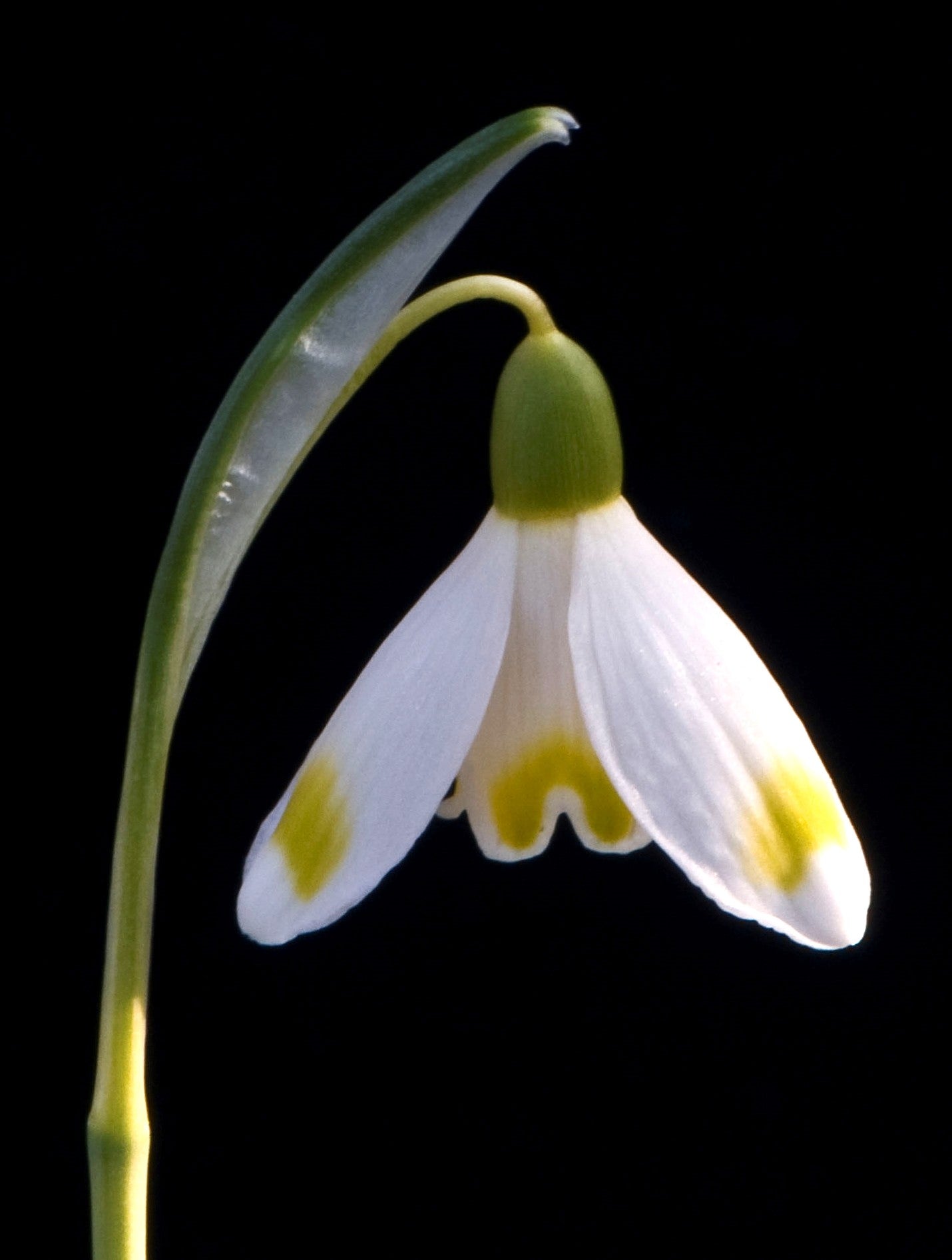 Galanthus Midas