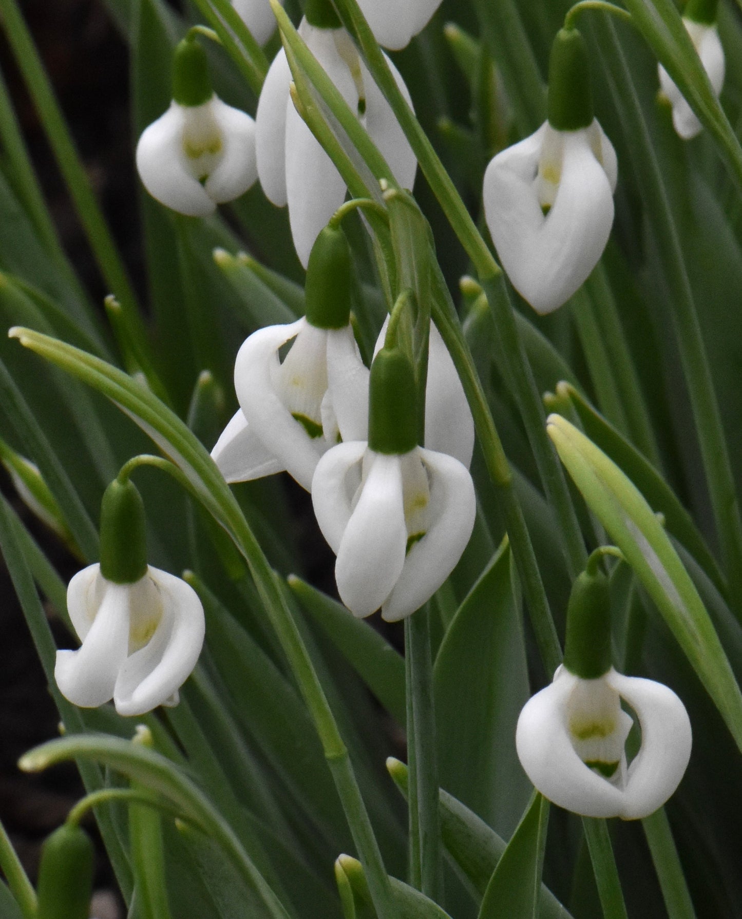Galanthus Moses Basket
