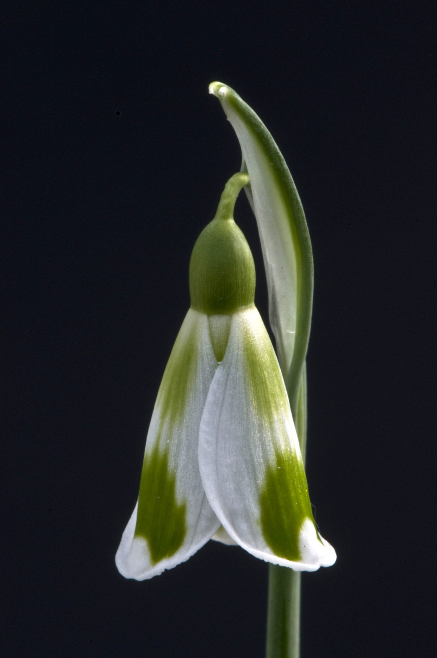 Galanthus Phil Cornish