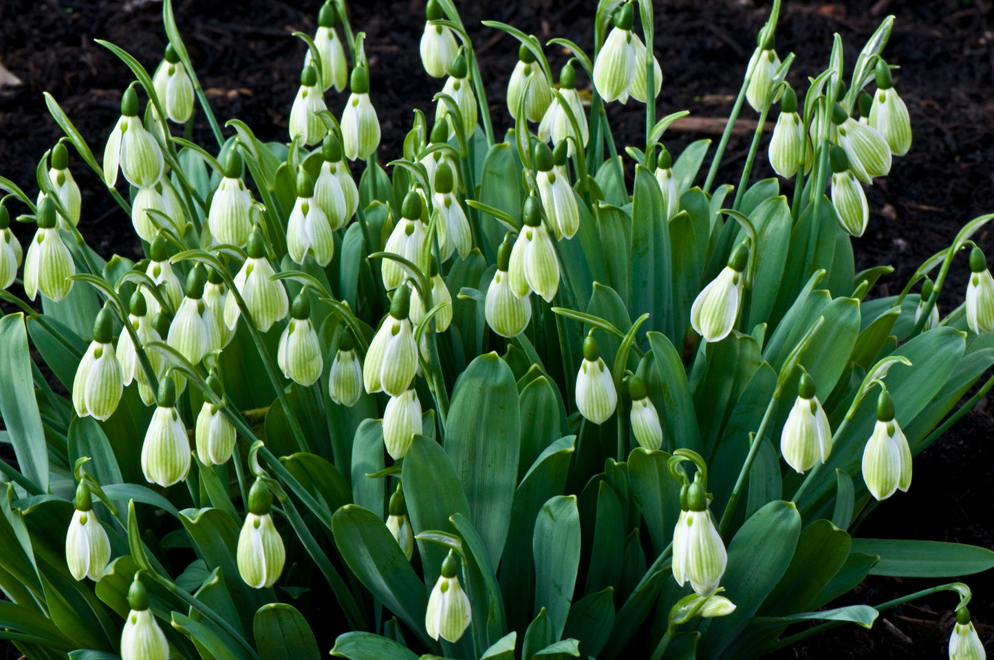 Galanthus Rosemary Burnham