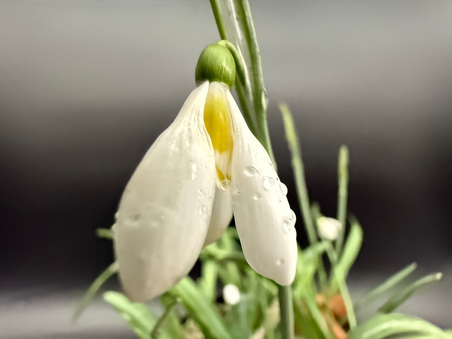 Galanthus Schorbuser Irrlicht