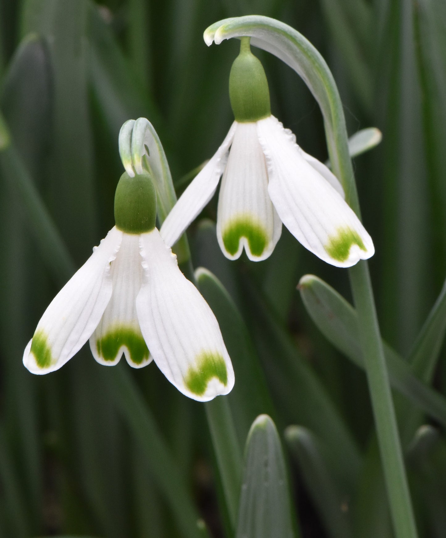 Galanthus Valentines Day