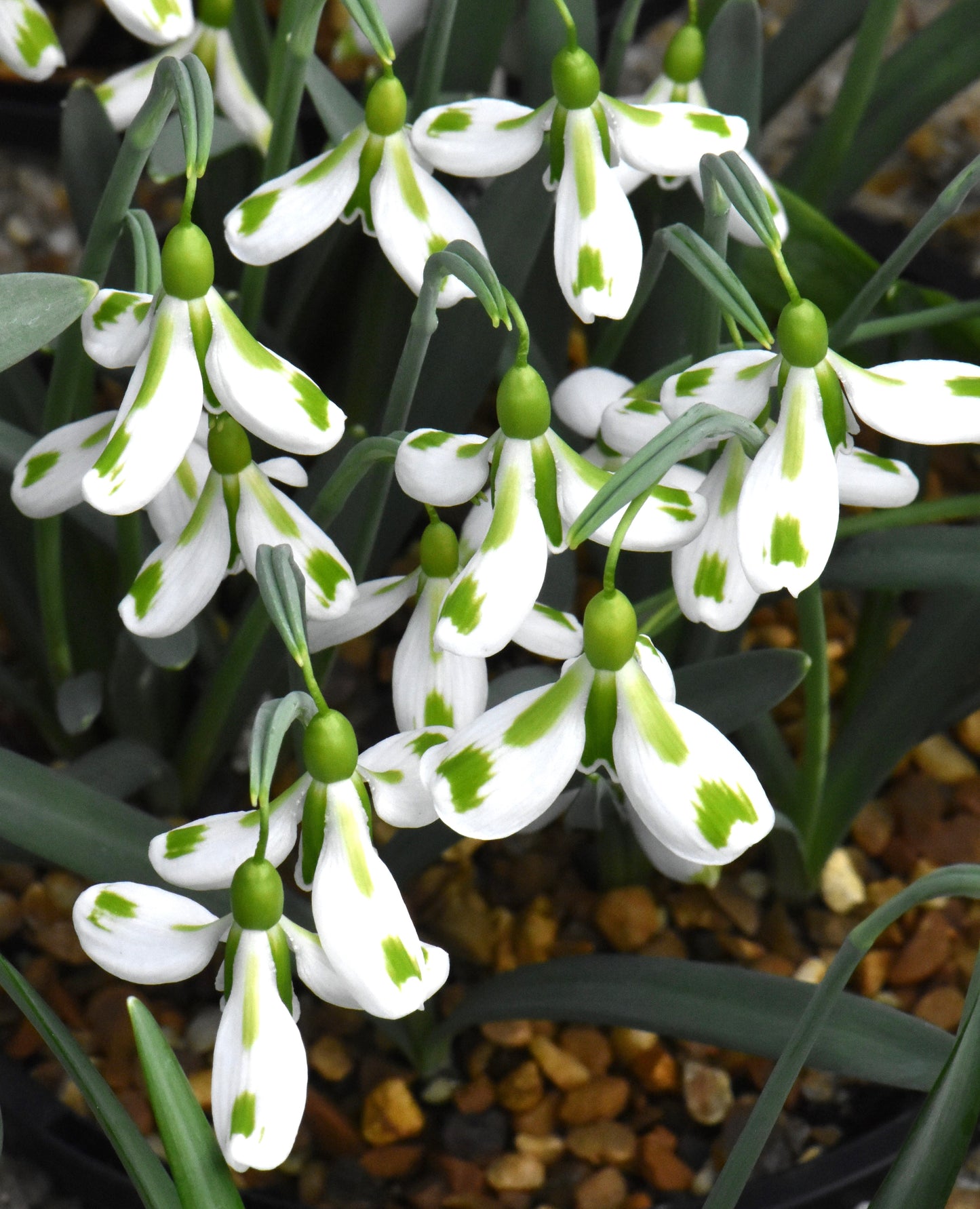 Galanthus Veronica Cross