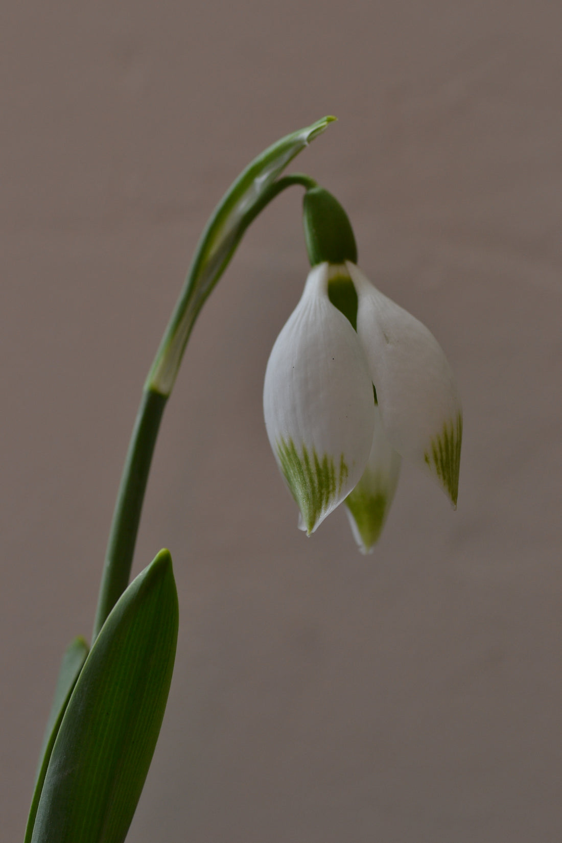 Galanthus Elwesii: The Giant Snowdrop