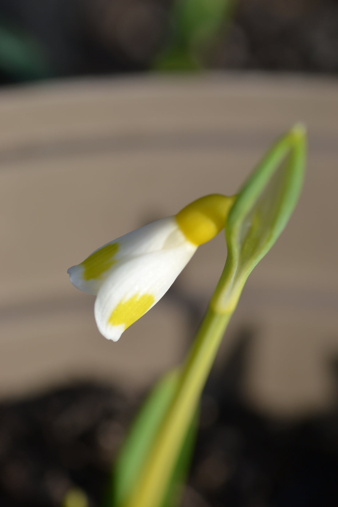 Discovering the Magic of Monksilver Nursery: The Legacy of Joe Sharman, the King of Snowdrops