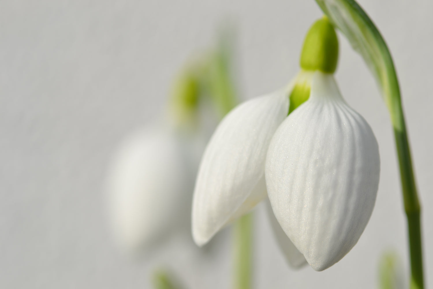 Galanthus