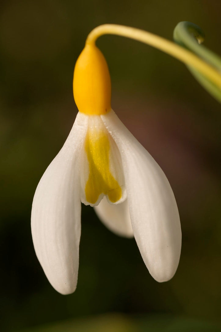 Galanthus Chantry Dazzle (Pre-Order)