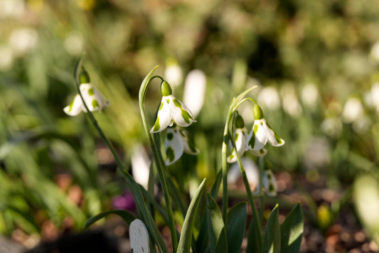Galanthus David Foreman (Pre-Order)