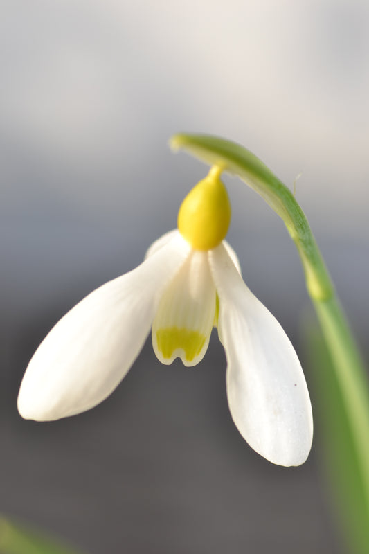 Galanthus Belvedere gold