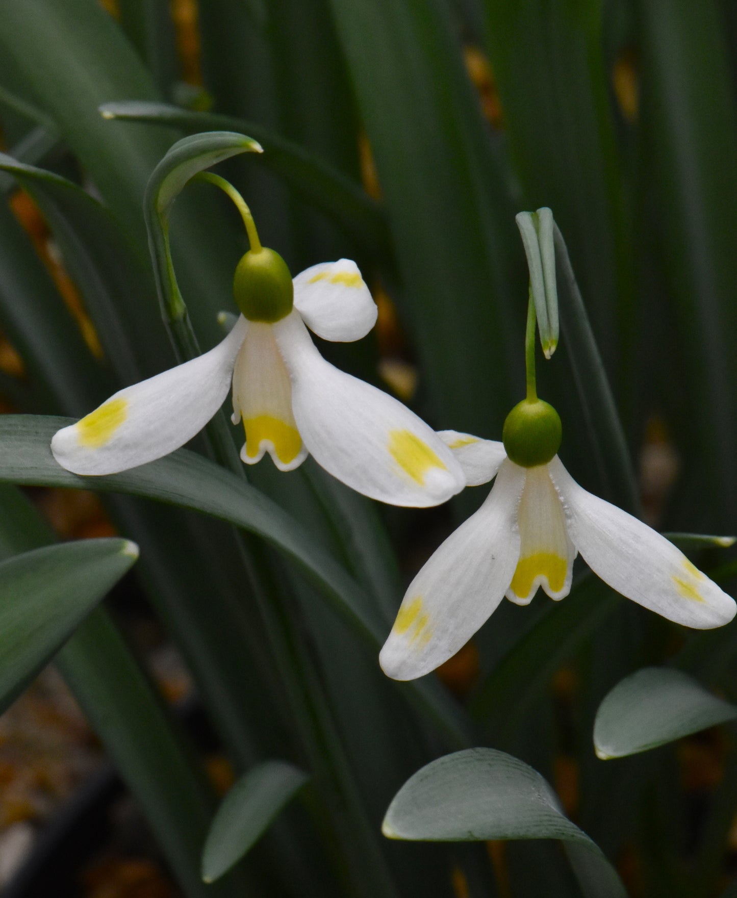 Galanthus Bitter Lemons